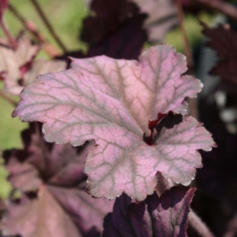 Heuchera Plum Pudding - Purperklokje (Groeiplaats)