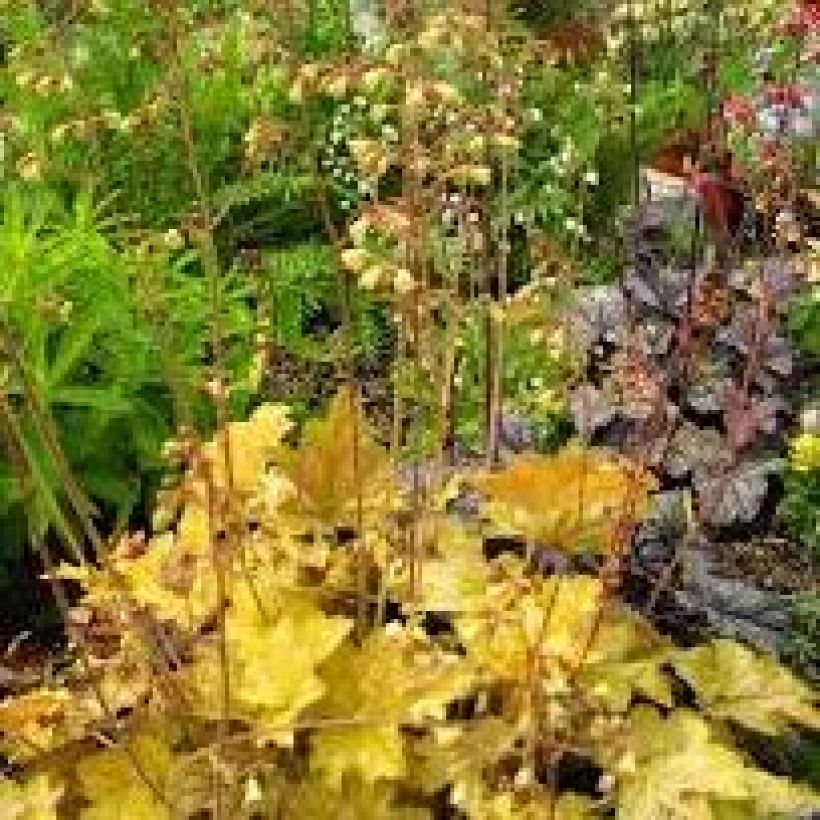 Heuchera Ginger Ale - Purperklokje (Groeiplaats)