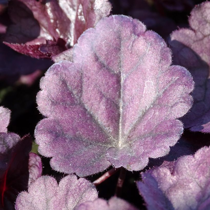 Heuchera Dolce Wildberry - Purperklokje (Blad)