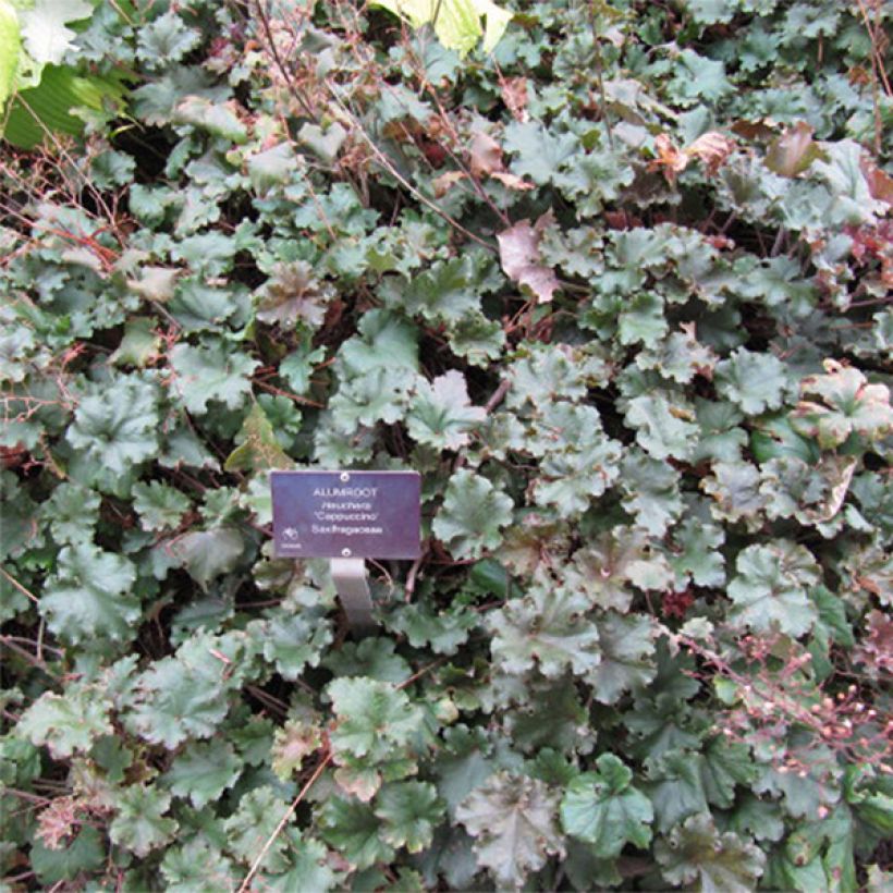 Heuchera micrantha Cappuccino - Purperklokje (Bloei)