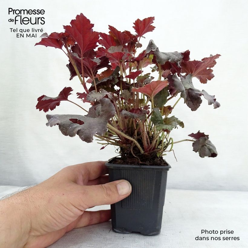 Exemplaar van Heuchera micrantha Cappuccino - Purperklokje Kweekpotje van 8/9 cm zoals geleverd in de lente