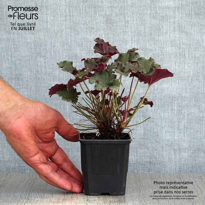 Exemplaar van Heuchera micrantha Cappuccino - Purperklokje Kweekpotje van 8/9 cm zoals geleverd in de zomer
