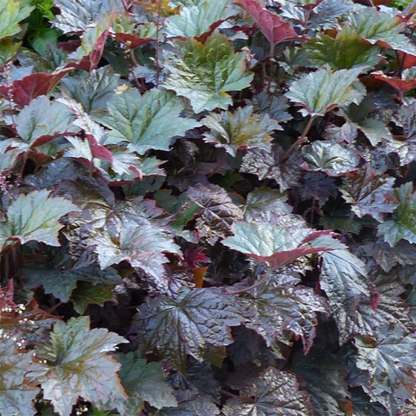 Heuchera micrantha Palace Purple - Purperklokje (Blad)