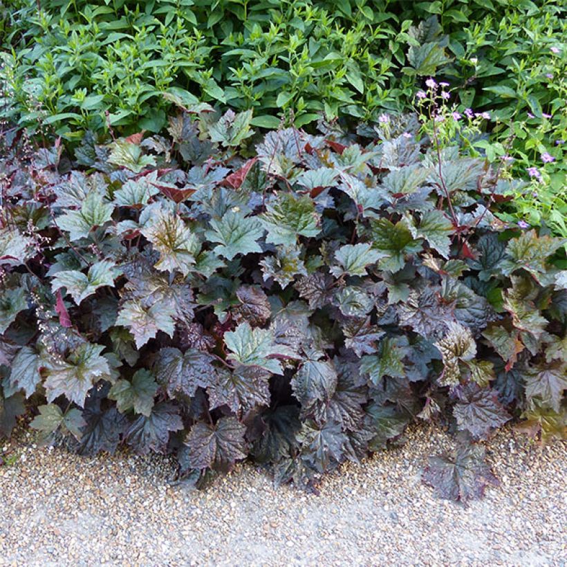 Heuchera micrantha Palace Purple - Purperklokje (Groeiplaats)