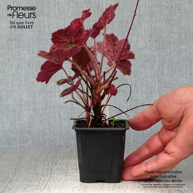 Exemplaar van Heuchera micrantha Palace Purple - Purperklokje Kweekpotje van 7/8 cm zoals geleverd in de zomer