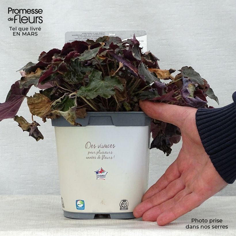 Exemplaar van Heuchera micrantha Palace Purple - Purperklokje Pot van 2 l/3 l zoals geleverd in de lente