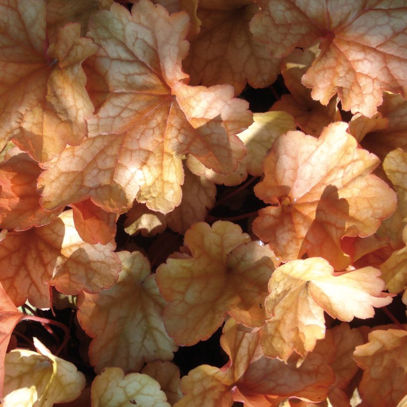 Heuchera Paprika - Purperklokje (Blad)