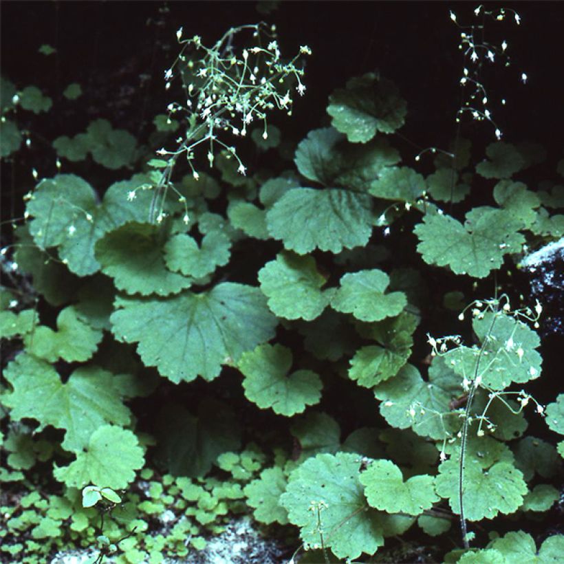 Heuchera parvifolia var. nivalis - Purperklokje (Groeiplaats)