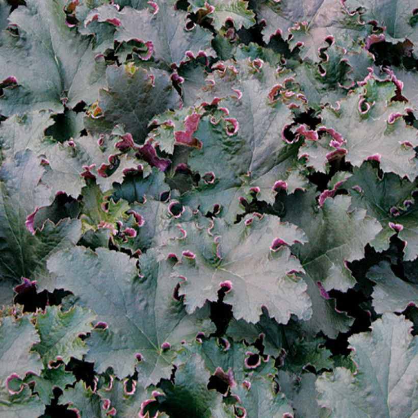 Heuchera Purple Petticoats - Purperklokje (Blad)