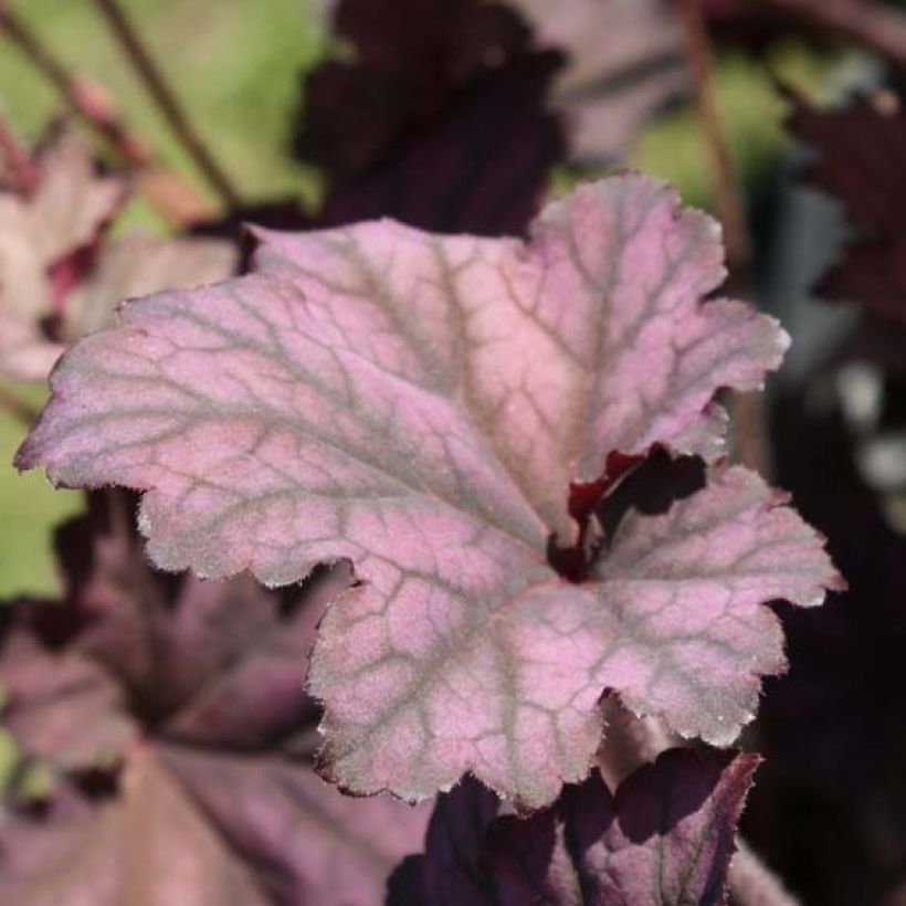 Heuchera Plum Pudding - Purperklokje (Blad)