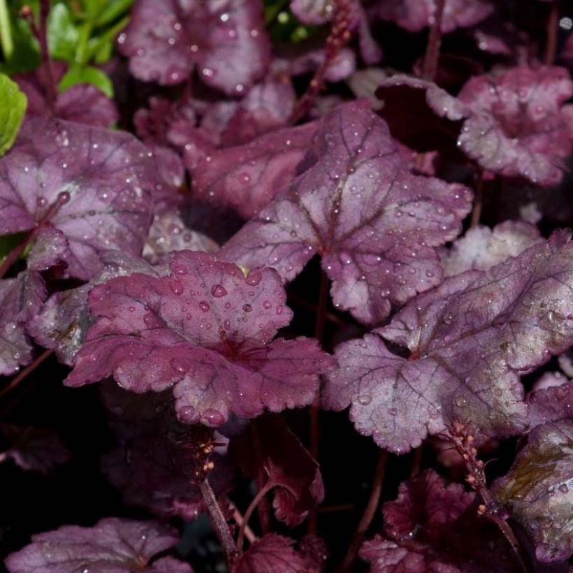 Heuchera Plum Royale - Purperklokje (Blad)