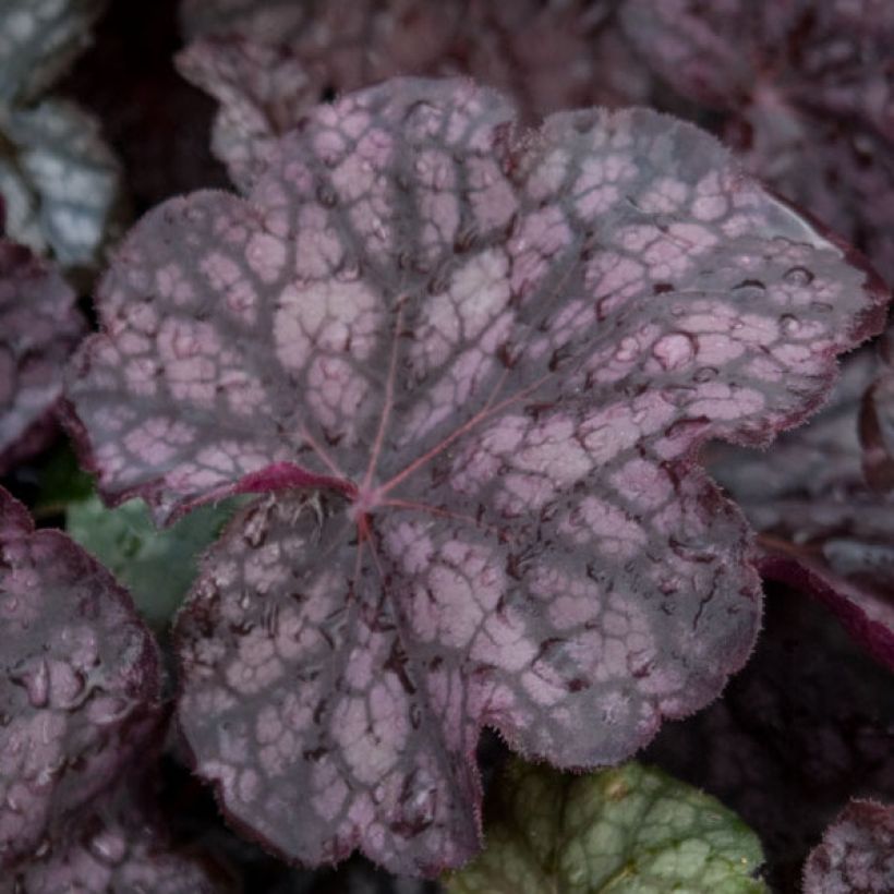 Heuchera Velvet Night - Purperklokje (Blad)