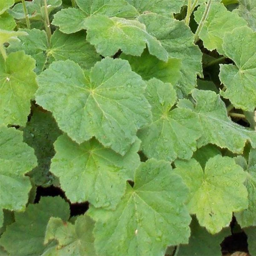 Heuchera villosa var. macrorrhiza - Purperklokje (Blad)