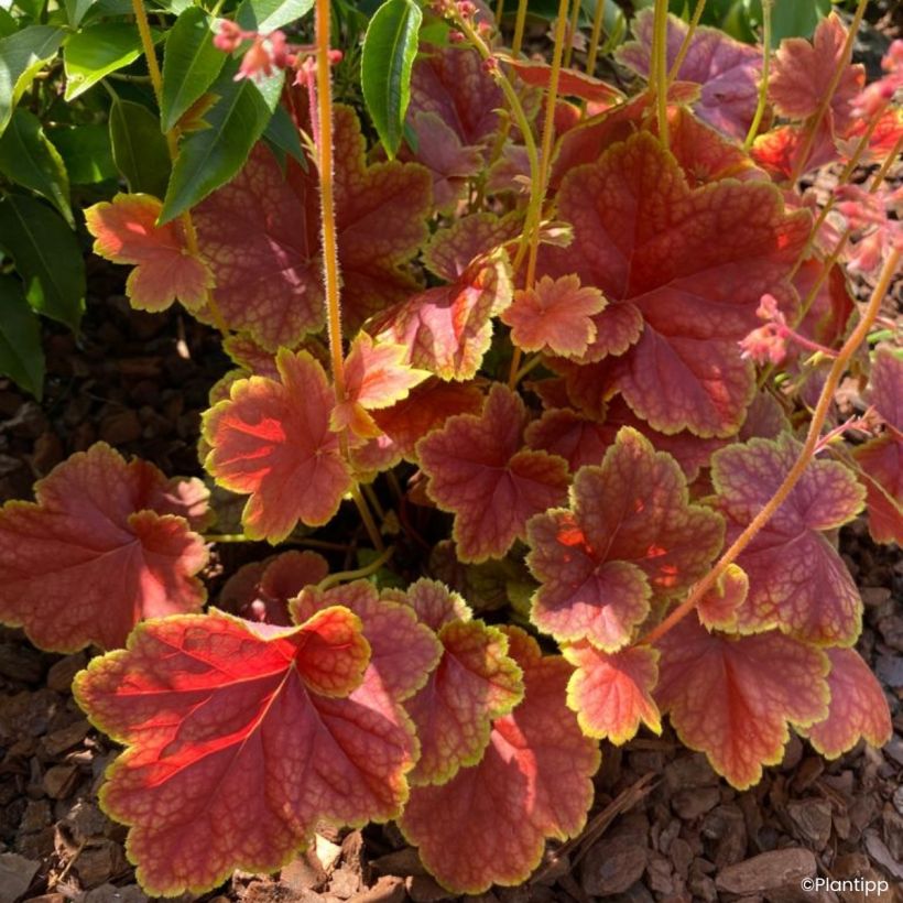 Heuchera Eternal Flame - Purperklokje (Blad)