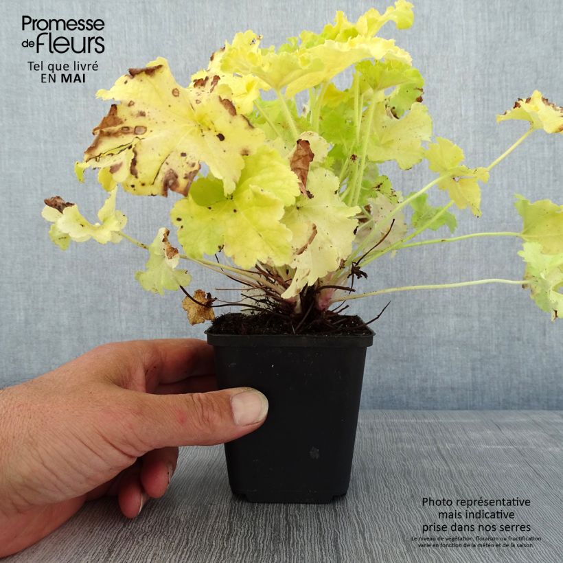 Exemplaar van Heuchera Apple Twist - Purperklokje Kweekpotje van 8/9 cm zoals geleverd in de lente