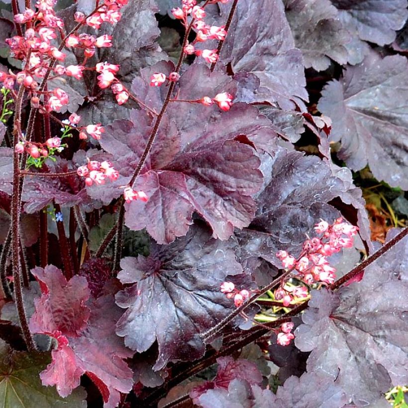 Heuchera Bella Notte - Purperklokje (Blad)