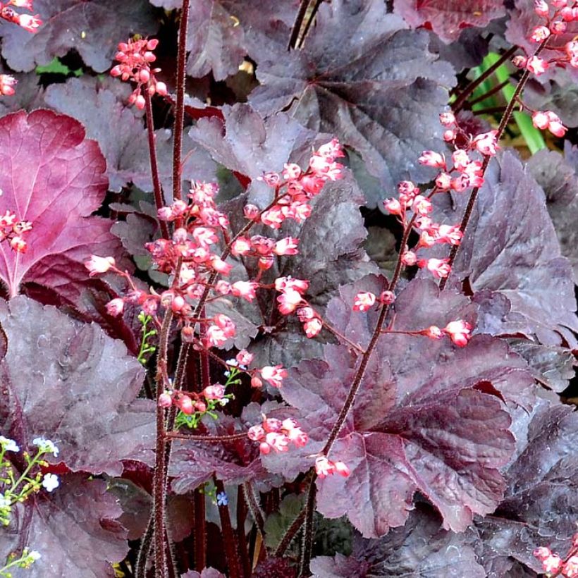 Heuchera Bella Notte - Purperklokje (Bloei)