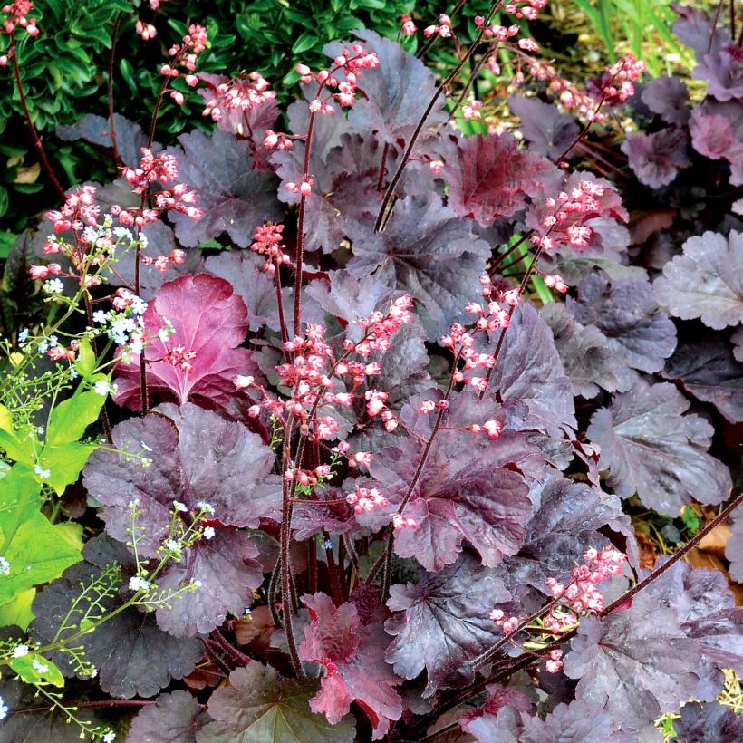 Heuchera Bella Notte - Purperklokje (Groeiplaats)