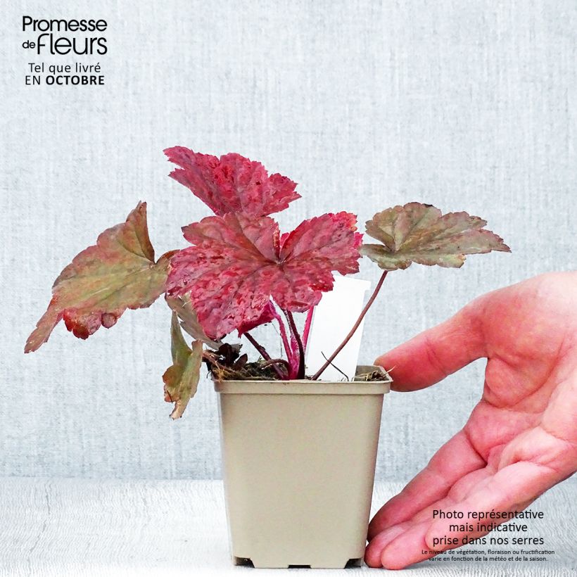 Exemplaar van Heuchera Bloody Dinosaur - Purperklokje Kweekpotje van 8/9 cm zoals geleverd in de herfst