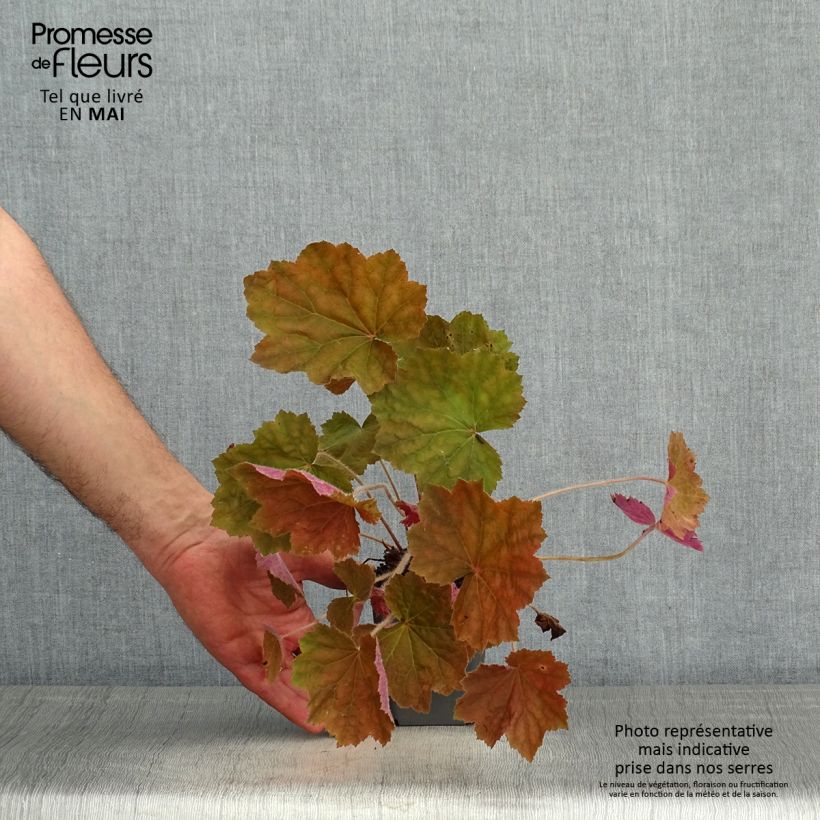 Exemplaar van Heuchera Brownies - Purperklokje Kweekpotje van 8/9 cm zoals geleverd in de lente