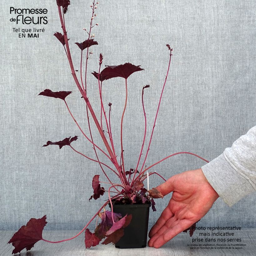 Exemplaar van Heuchera Frosted Violet - Purperklokje Kweekpotje van 8/9 cm zoals geleverd in de lente