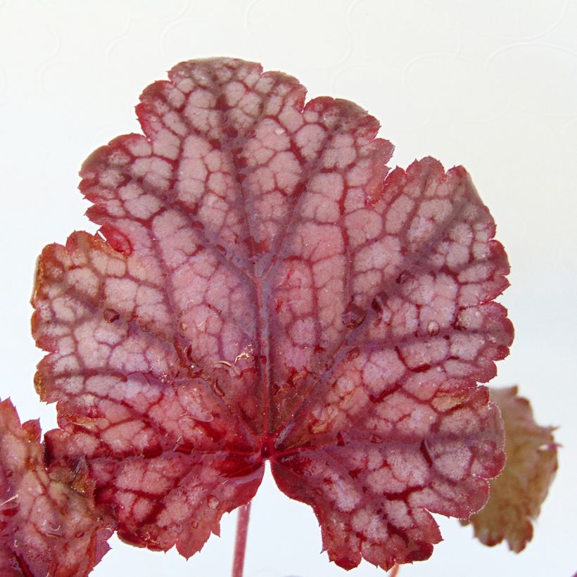 Heuchera Amethyst Myst - Purperklokje (Blad)