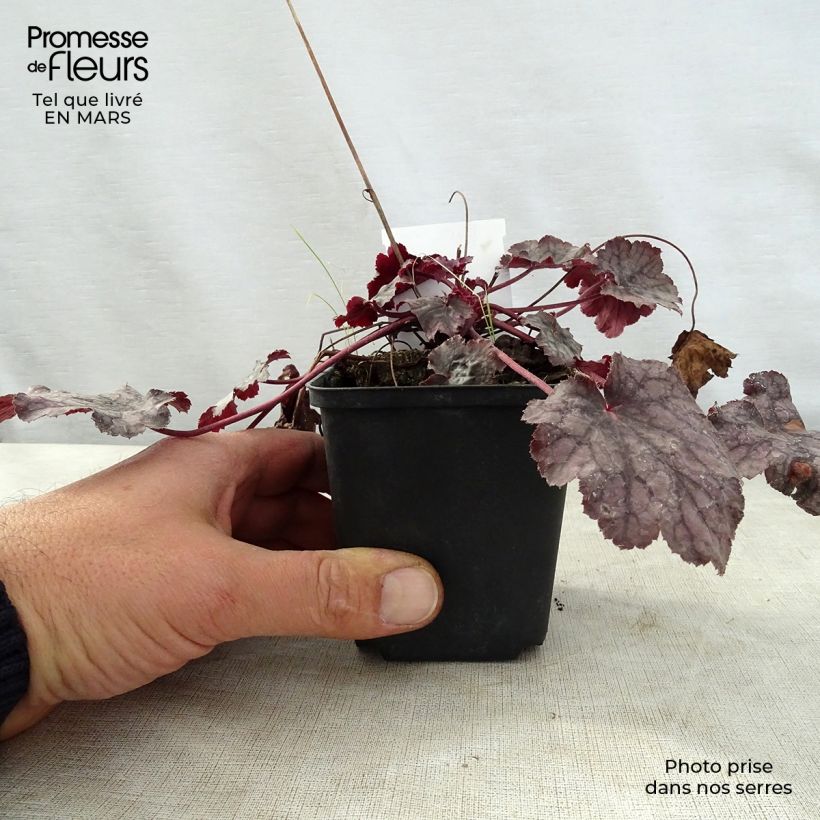 Exemplaar van Heuchera Amethyst Myst - Purperklokje Kweekpotje van 8/9 cm zoals geleverd in de lente