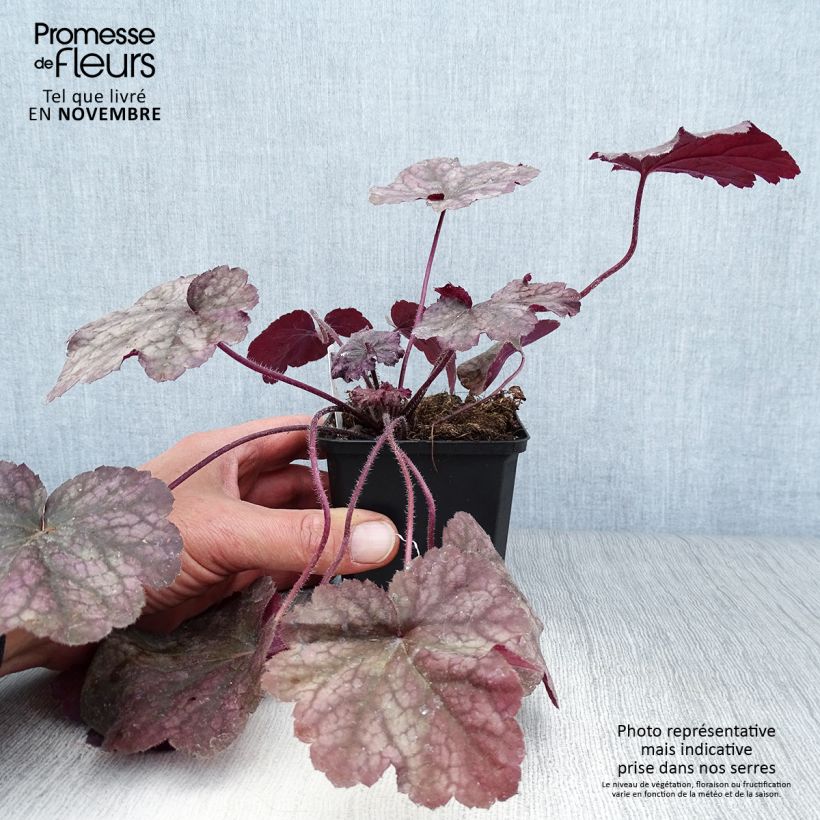 Exemplaar van Heuchera Beaujolais - Purperklokje Kweekpotje van 8/9 cm zoals geleverd in de herfst