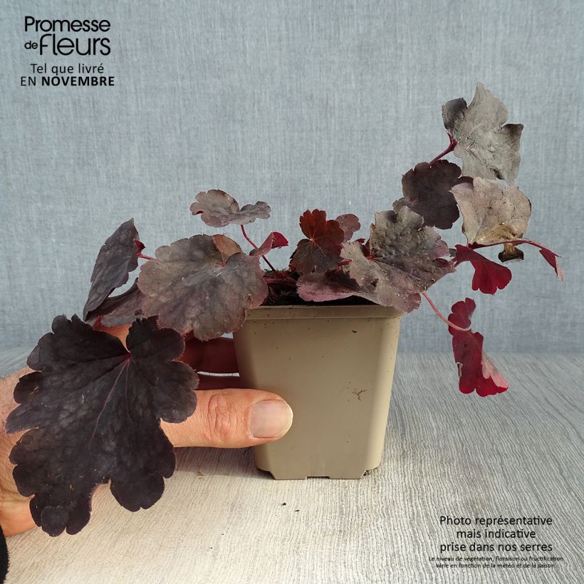 Exemplaar van Heuchera Bella Notte - Purperklokje Kweekpotje van 8/9 cm zoals geleverd in de herfst