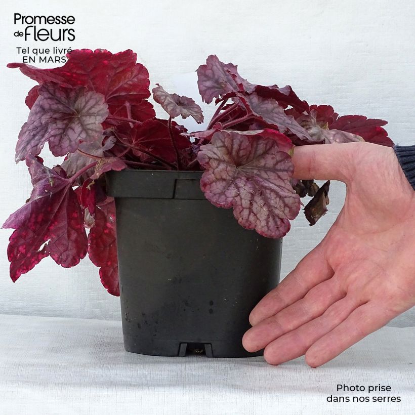 Exemplaar van Heuchera Berry Smoothie - Purperklokje Pot van 1,5 l/2 l zoals geleverd in de lente