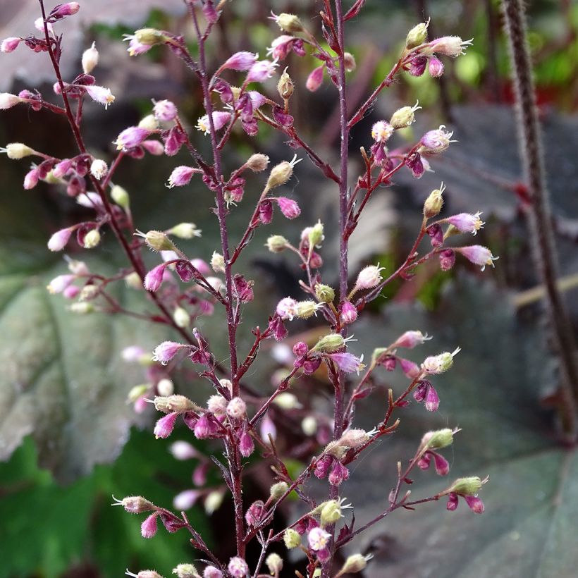 Heuchera Binoche - Purperklokje (Bloei)