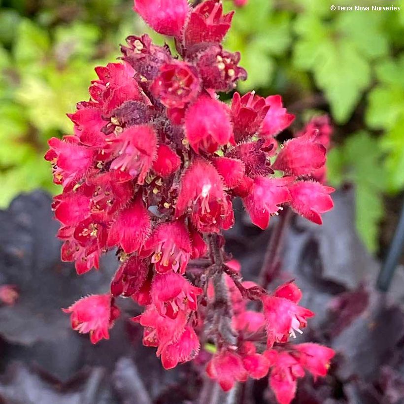 Heuchera Black Forest Cake - Purperklokje (Bloei)