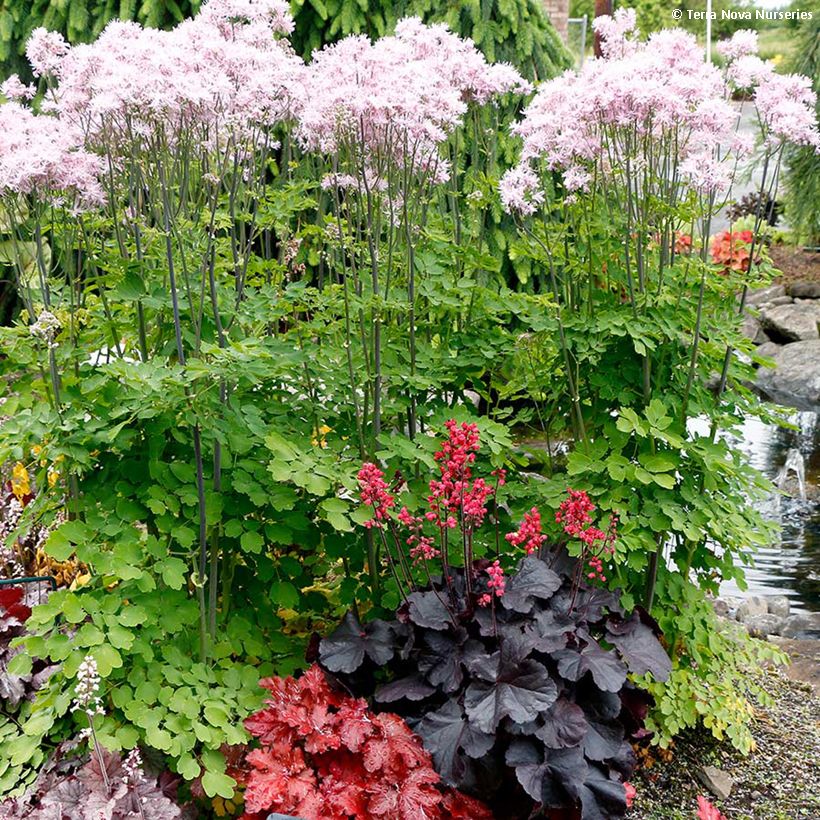 Heuchera Black Forest Cake - Purperklokje (Groeiplaats)
