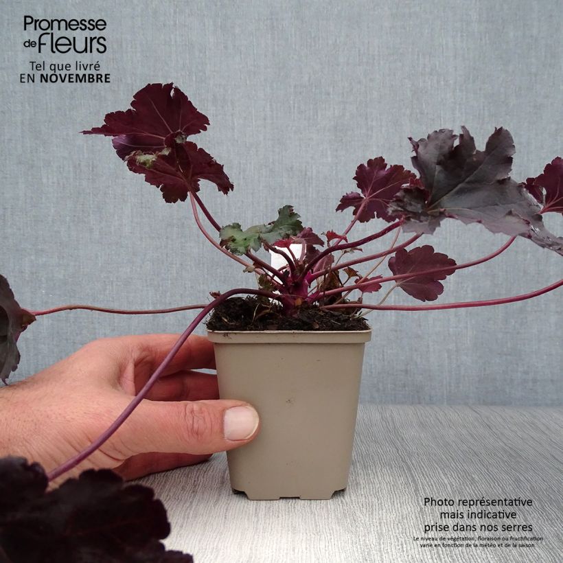 Exemplaar van Heuchera Black Pearl - Purperklokje Kweekpotje van 8/9 cm zoals geleverd in de herfst