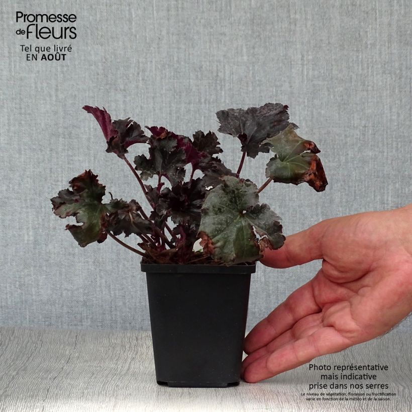 Exemplaar van Heuchera Black Pearl - Purperklokje Kweekpotje van 8/9 cm zoals geleverd in de zomer