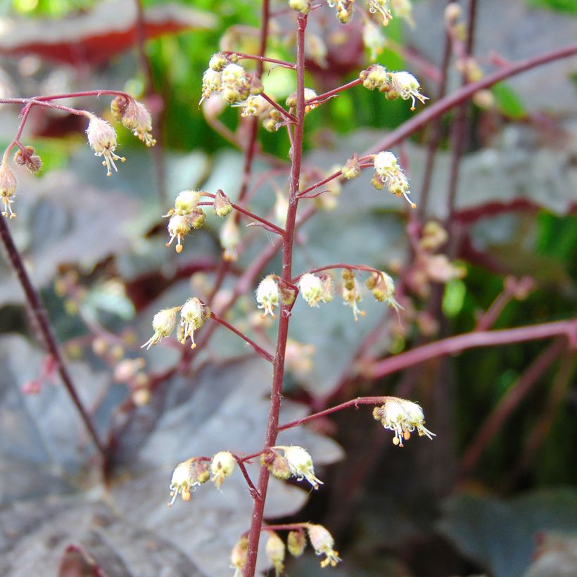 Heuchera Blackout - Purperklokje (Bloei)