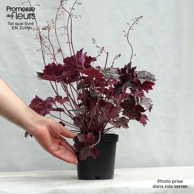 Exemplaar van Heuchera Blackout - Purperklokje Pot van 2 l/3 l zoals geleverd in de zomer