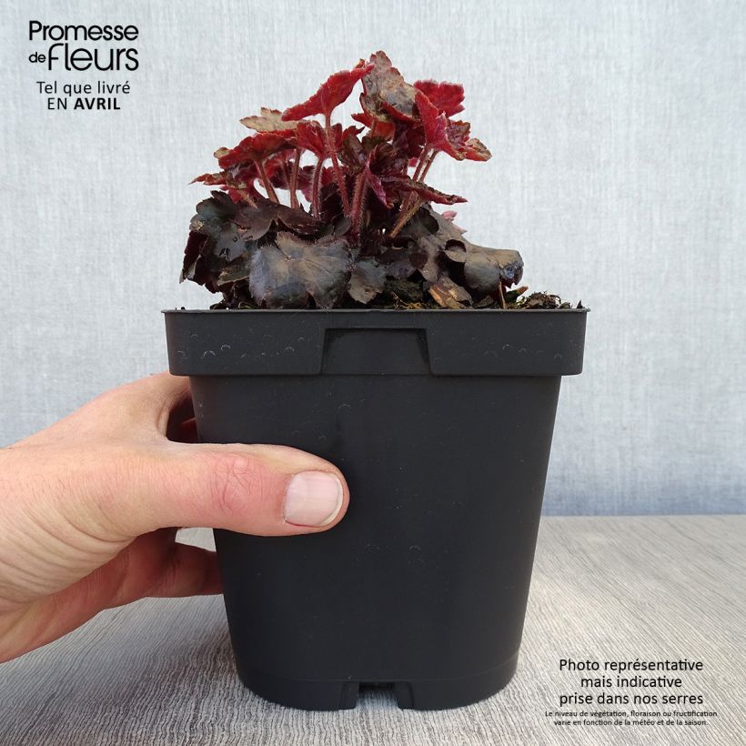 Exemplaar van Heuchera Blackout - Purperklokje Pot van 2 l/3 l zoals geleverd in de lente