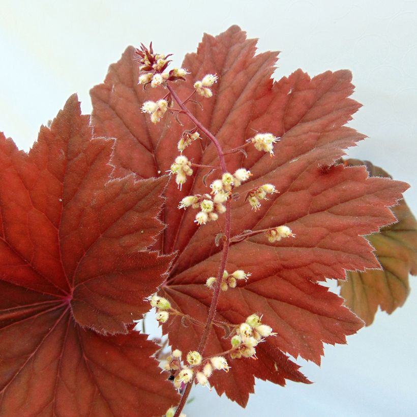 Heuchera Bronze Beauty - Purperklokje (Bloei)