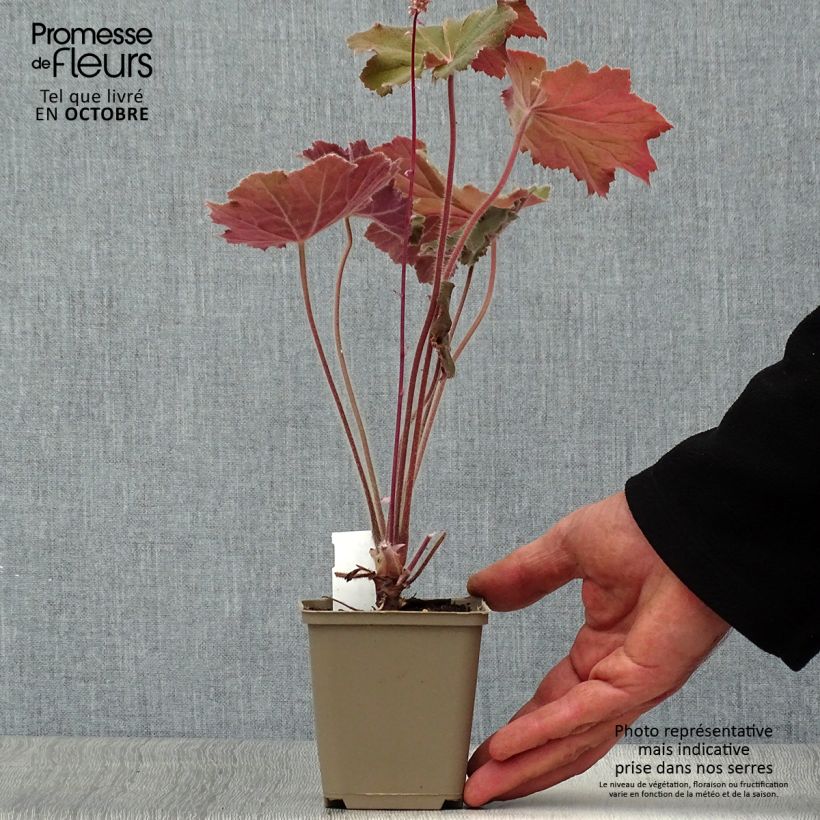 Exemplaar van Heuchera Bronze Beauty - Purperklokje Kweekpotje van 8/9 cm zoals geleverd in de herfst