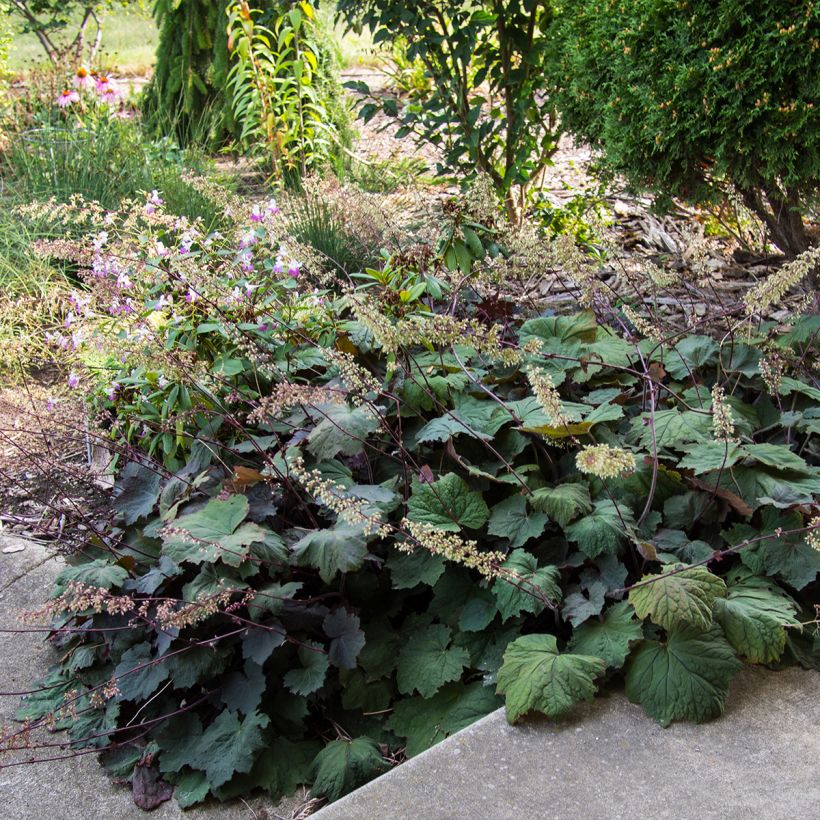 Heuchera Brownies - Purperklokje (Groeiplaats)