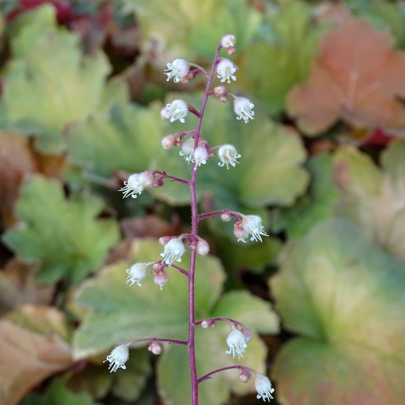 Heuchera Caramel - Purperklokje (Bloei)