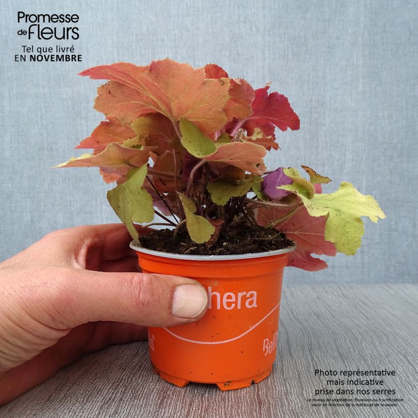 Exemplaar van Heuchera Caramel - Purperklokje Kweekpotje van 8/9 cm zoals geleverd in de herfst