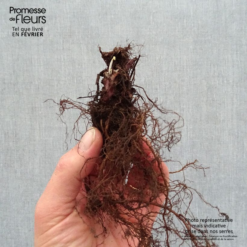 Exemplaar van Heuchera Caramel - Purperklokje Naakte wortel zoals geleverd in de winter