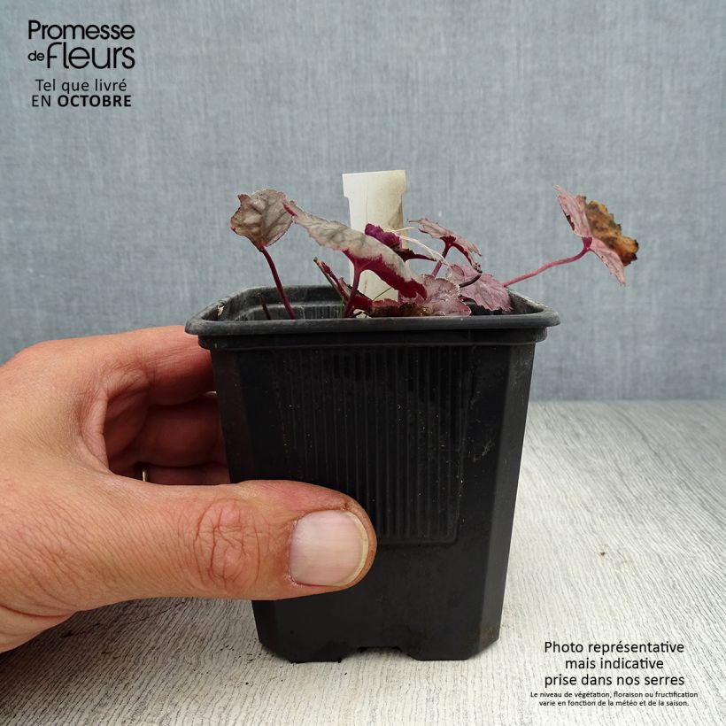 Exemplaar van Heuchera Cascade Dawn - Purperklokje Kweekpotje van 8/9 cm zoals geleverd in de herfst