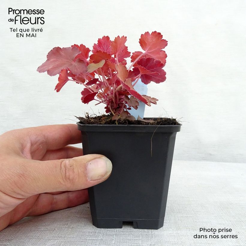 Exemplaar van Heuchera Cherry Cola - Purperklokje Kweekpotje van 8/9 cm zoals geleverd in de lente