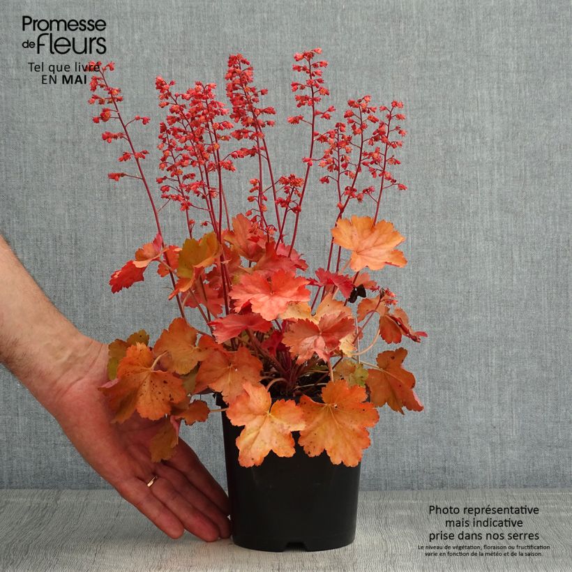 Exemplaar van Heuchera Cherry Cola - Purperklokje Pot van 1,5 l/2 l zoals geleverd in de lente