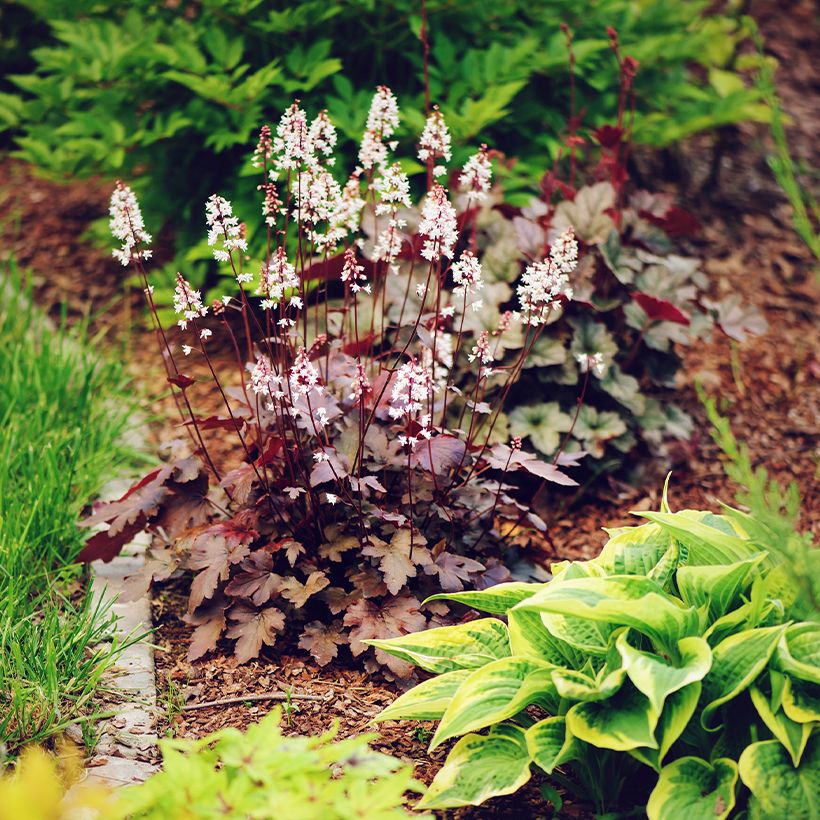 Heuchera Chocolate Ruffle - Purperklokje (Groeiplaats)