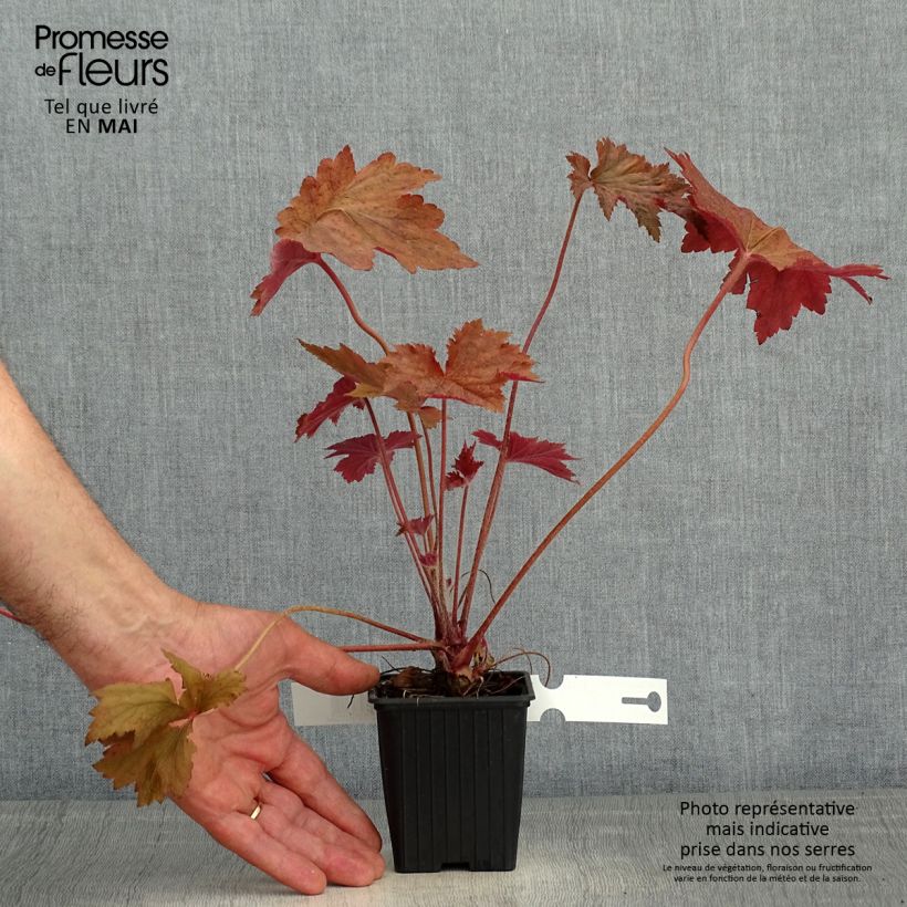 Exemplaar van Heuchera Copper Dinosaur - Purperklokje Kweekpotje van 8/9 cm zoals geleverd in de lente