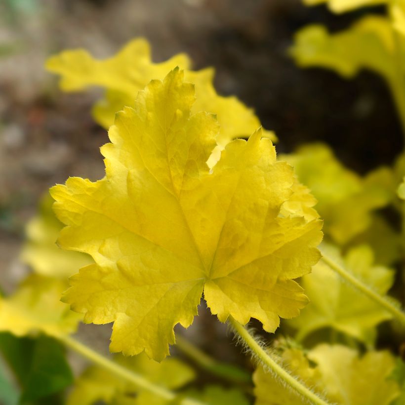 Heuchera Electric Lime - Purperklokje (Blad)